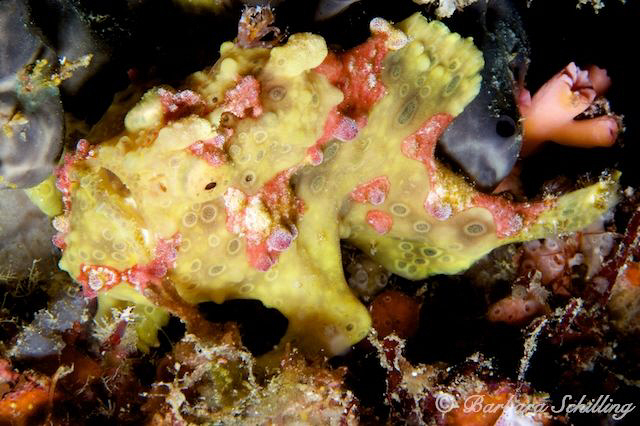 Clownfrogfish by Barbara Schilling 