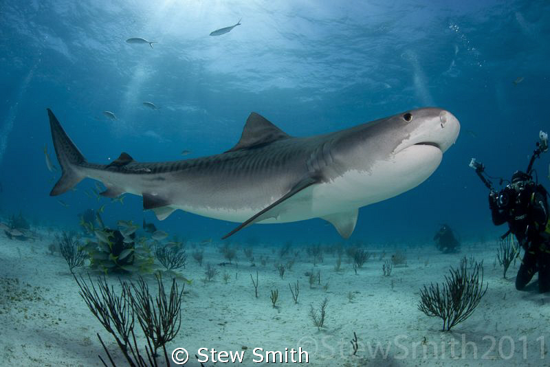 A beautiful Tiger Shark makes a close pass at Tiger Beach by Stew Smith 