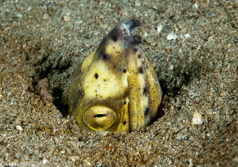 snake eel by Mathieu Foulquié 