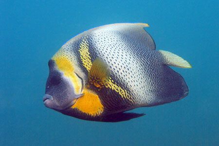 King Angelfish in Machalilla, Ecuador by Gyorgy Gutierrez 