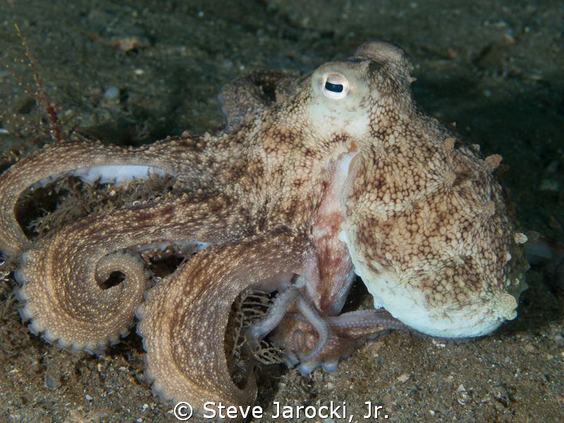 Octopus in Lake Worth Lagoon, Florida
 by Steve Jarocki, Jr. 