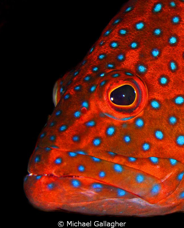 Coral Cod portrait, Red Sea, Sudan by Michael Gallagher 