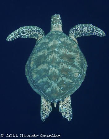 Green turtle on the blue. 
Doesn't matter how many times... by Ricardo Gonzalez 