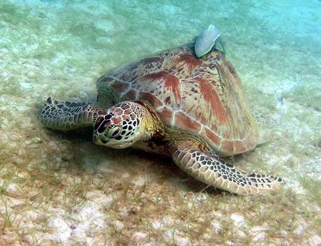 Turtle & lazy companion, Taken with Olympus 750. Perhenti... by Dan Shipp 