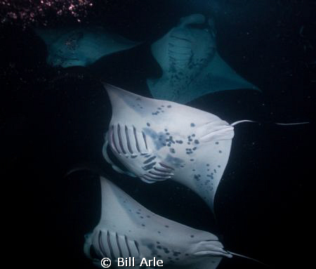 Manta night dive. Big Island, Hawaii. June 30th. by Bill Arle 