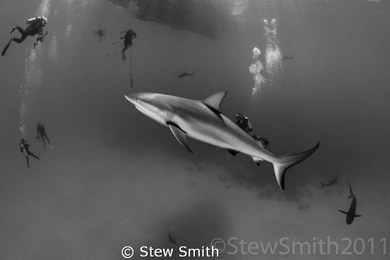 Divers in the patrolling grounds of the Caribbean Reef Sh... by Stew Smith 