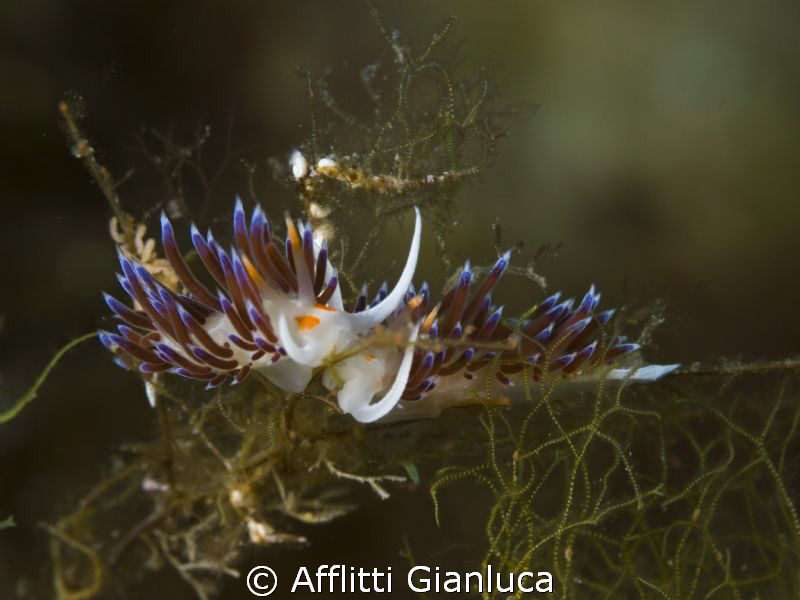 cratena peregrina.........coupling by Afflitti Gianluca 