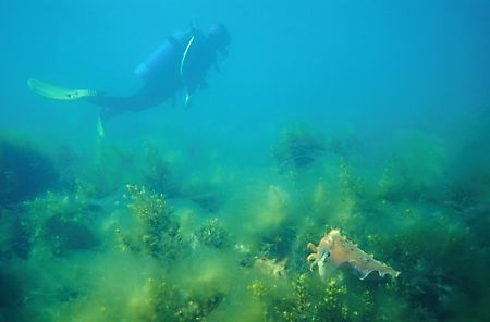 Australian Giant Cuttlefish (Sepia apama) observing passi... by Ron Hardman 