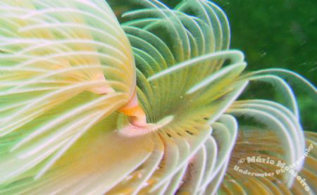 Underwater fireworks... by Mário Monteiro 