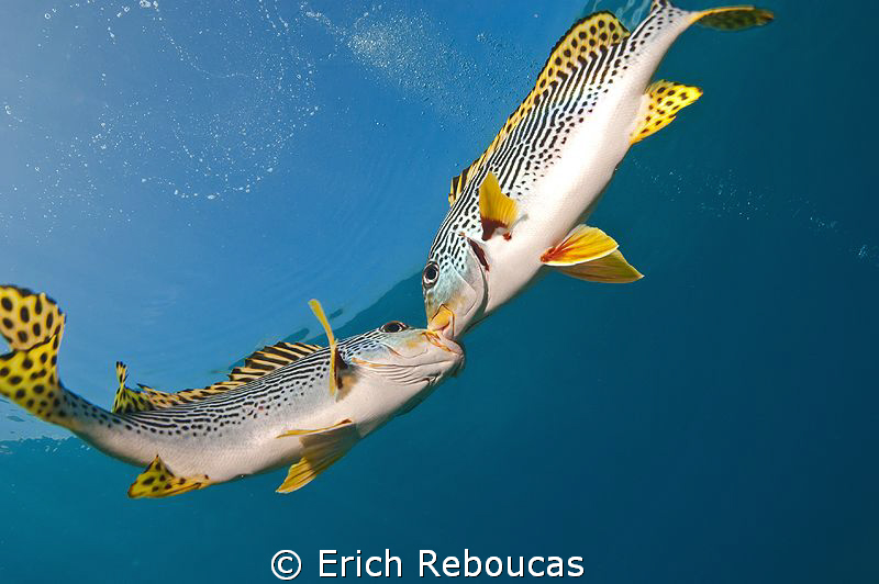 "When I fall in love..." by Erich Reboucas 
