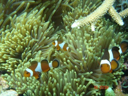 Taken at Bidong Island by Ismadi Ismail 