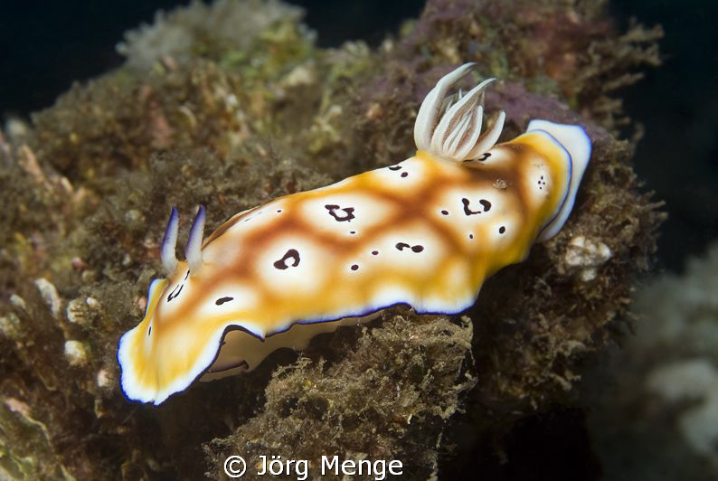 LEO

Nudibrunch_Nacktschnecke_Chromodoris leopardus by Jörg Menge 