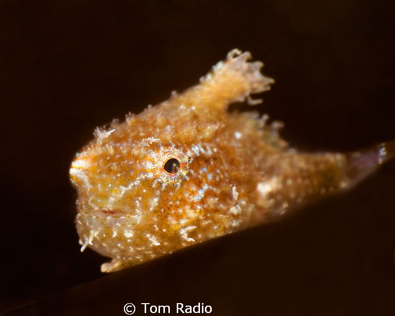 Juvenile Spiny Pacific Lumpsucker
This little guy is pro... by Tom Radio 