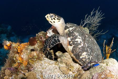 Dinner time at 125' on sponge, Cozumel by Larry Polster 