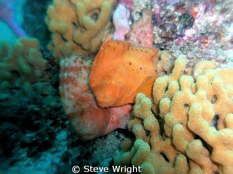 Not a particularly good shot but incredibly rare, a pr of... by Steve Wright 