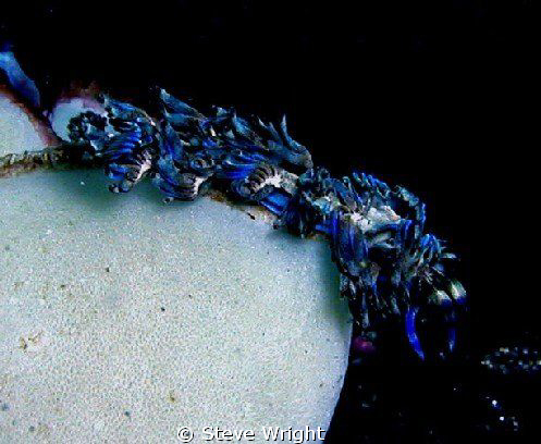 Blue Devil Nudi taken in Jervis Bay, NSW,Australia. by Steve Wright 