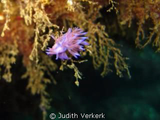 Discovered nice nudy branch during safety stop 4 metres d... by Judith Verkerk 