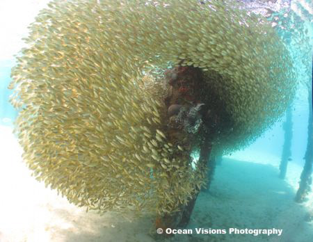 I was taking a couple of guests to the jetty at the Hilto... by Maria Munn 