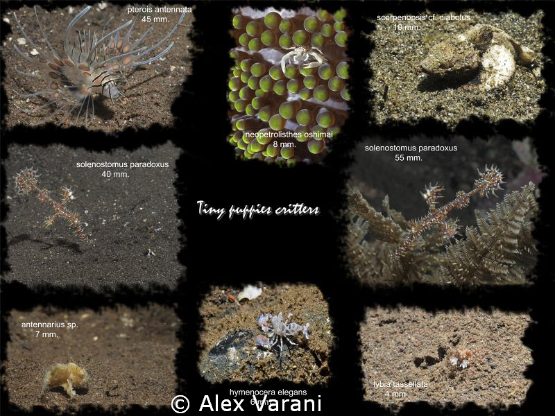 Tiny puppies critters by Alex Varani 