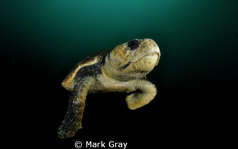 "Old Hand". Loggerhead Turtle by Mark Gray 