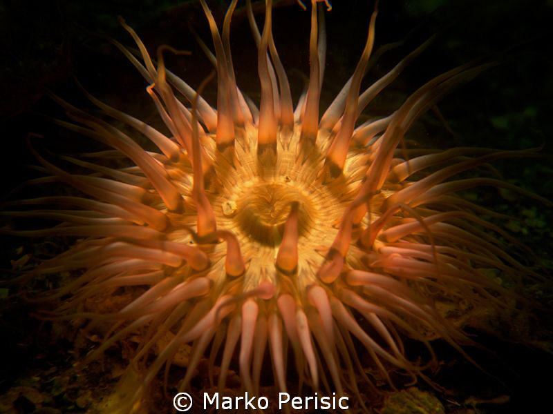 Within The Spotlight by Marko Perisic 