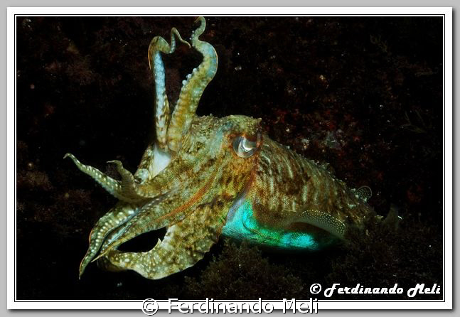 A Sepia officinalis in the night of the Mediterrenean sea. by Ferdinando Meli 
