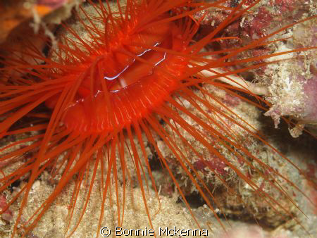 Electric Clam by Bonnie Mckenna 