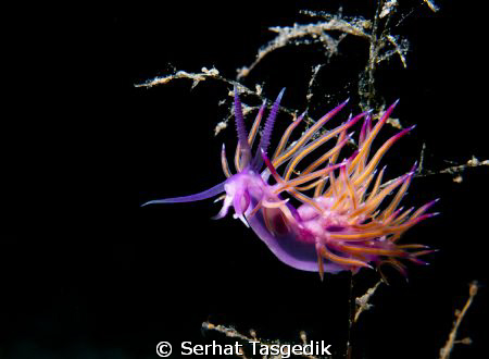 nudi by Serhat Tasgedik 