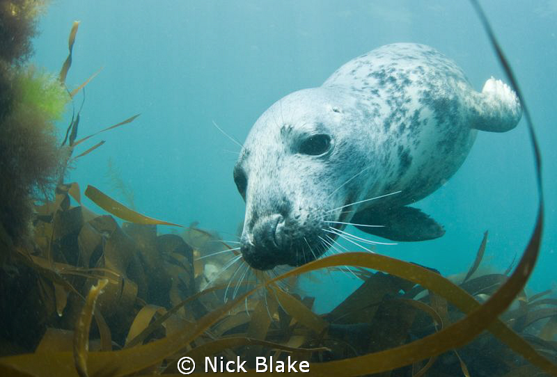 Grey seal photographed at Lundy Island. by Nick Blake 