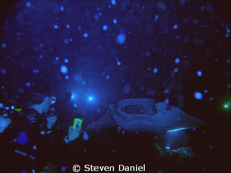 Manata Rays of the Big Island of Hawaii by Steven Daniel 