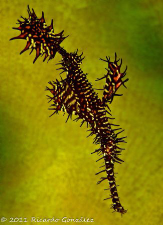 Ornate ghost pipefish against coral by Ricardo Gonzalez 