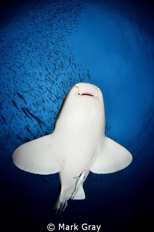 "Out of the blue" by Mark Gray 