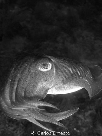 Cuttlefish (sepia officinalis). by Carlos Ernesto 