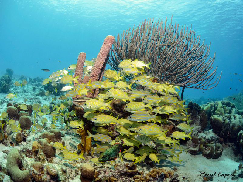 Like in an aquarium ... (Bonaire) by Raoul Caprez 