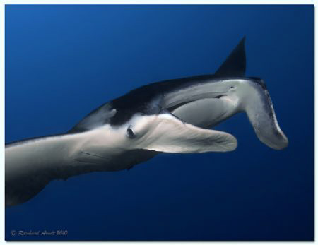 Manta ray (Manta birostris), Miil Channel, Yap (Micronesi... by Reinhard Arndt 