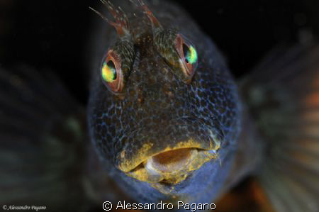 Parablennius pilicornis by Alessandro Pagano 