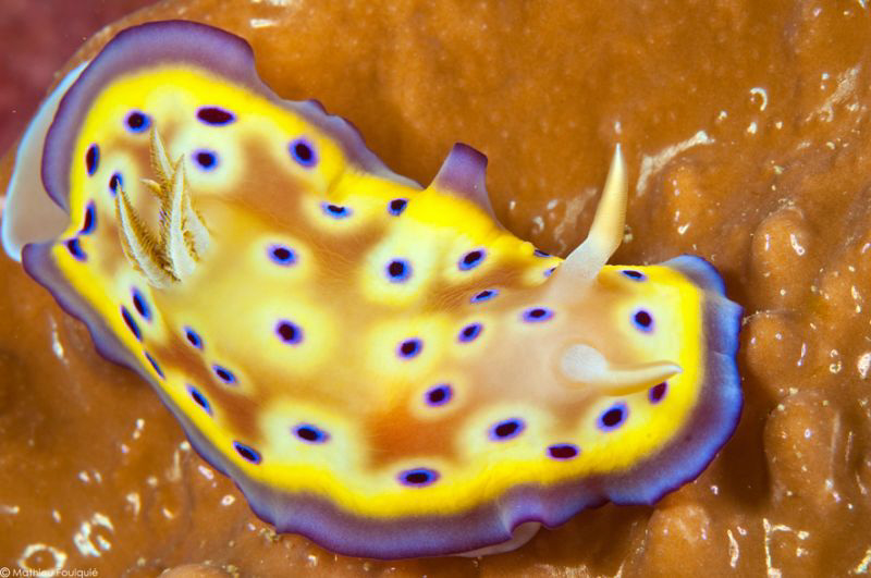 chromodoris kuniei by Mathieu Foulquié 