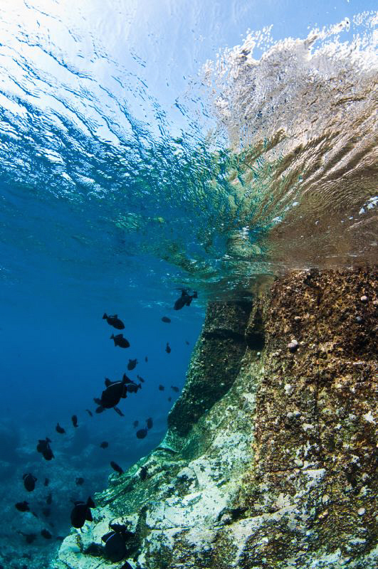 Black Durgon schooling around a reef formed by volcanic rock by Paul Colley 