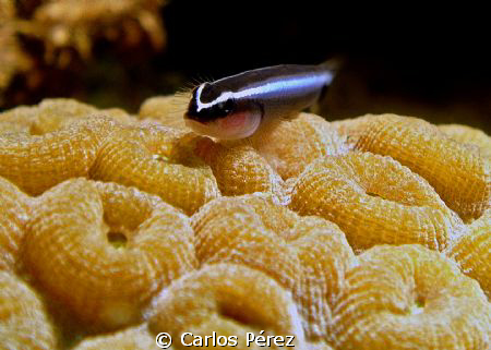 Sealife Dc1200 macro manual set by Carlos Pérez 