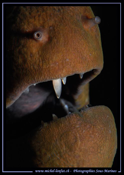 the tooth of a moray eel... ;O)...
 by Michel Lonfat 