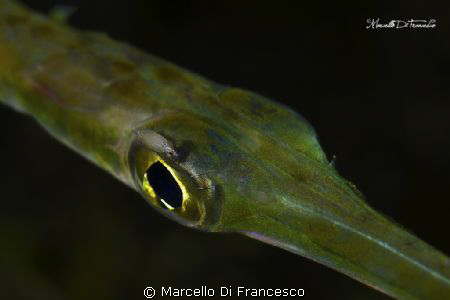 on my eye ... by Marcello Di Francesco 