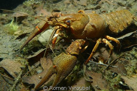Swamp Cancer (Astacus leptodactylus) by Roman Vyroubal 