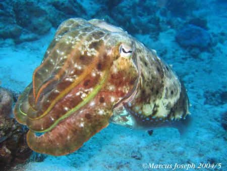 Cuttle Fish Taken on the Great Barrier Reef Australia wit... by Marcus Joseph 