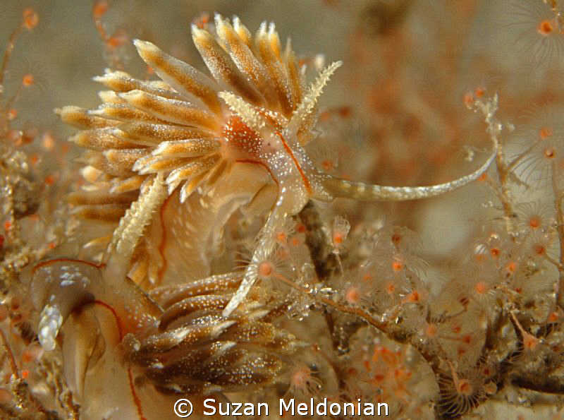Field of Dreams......
Dondice Occidentalis by Suzan Meldonian 