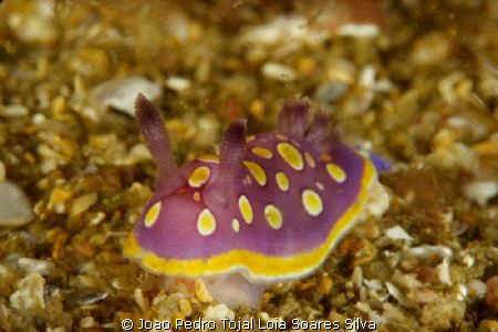 A Chromodoris luteorosea crawling on the sandy bottom on ... by Joao Pedro Tojal Loia Soares Silva 