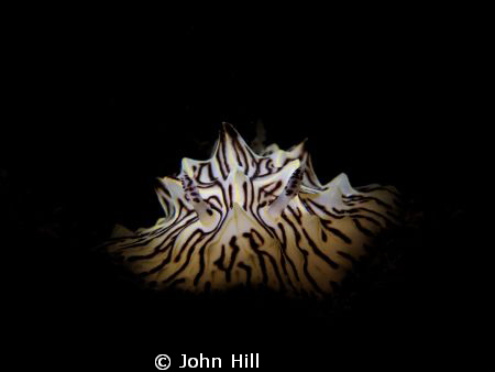 Humped Halgerda shot with home made snoot on a night dive... by John Hill 
