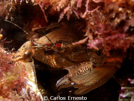 Velvet crab (Necora puber) by Carlos Ernesto 