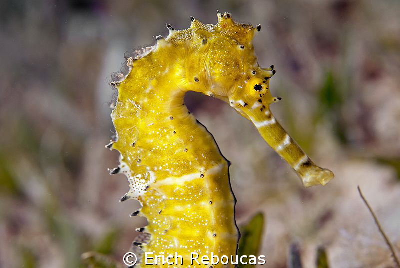 Thorny Seahorse by Erich Reboucas 