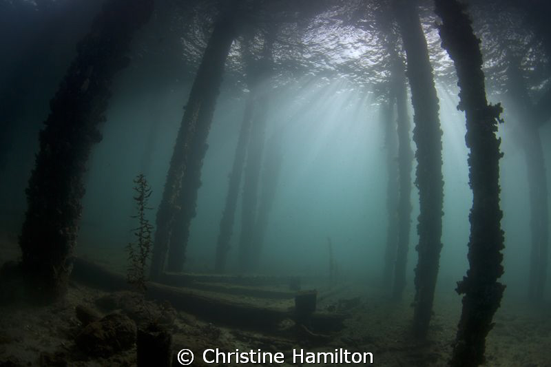 Under The Jetty by Christine Hamilton 