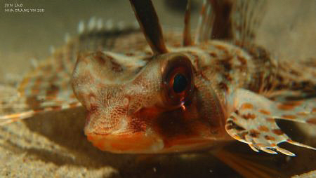 Cheeky Gurnard by Jun Lao 